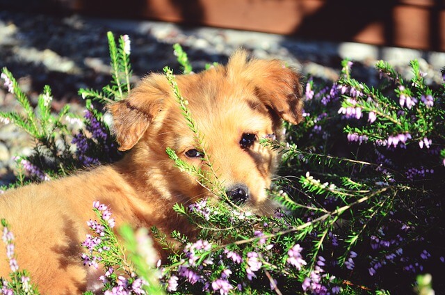 what essential oils are bad for dogs