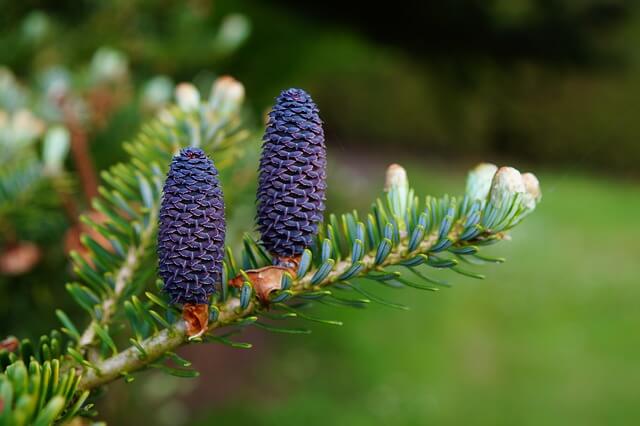 pine tree