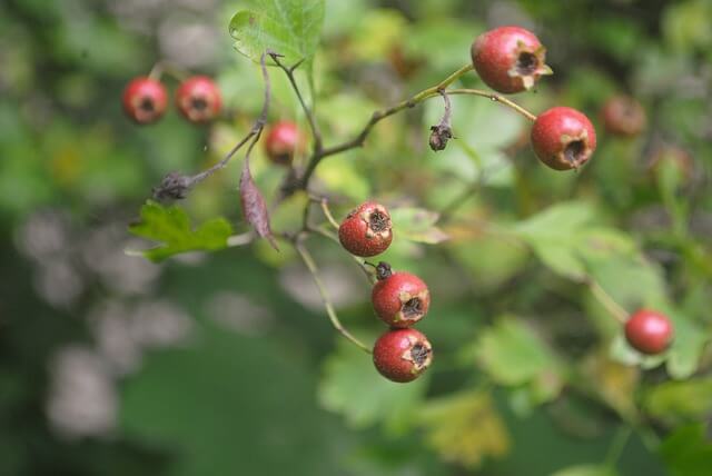 wintergreen tree