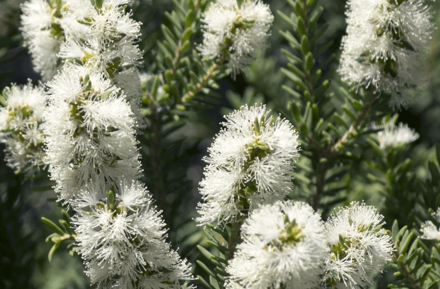 tea tree essential oil