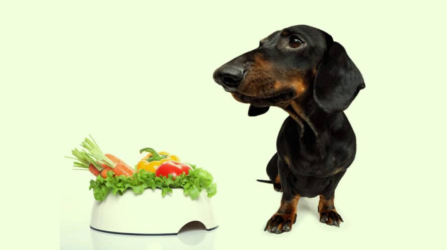 Dachshund Diet & Nutrition Facts To The Sausage