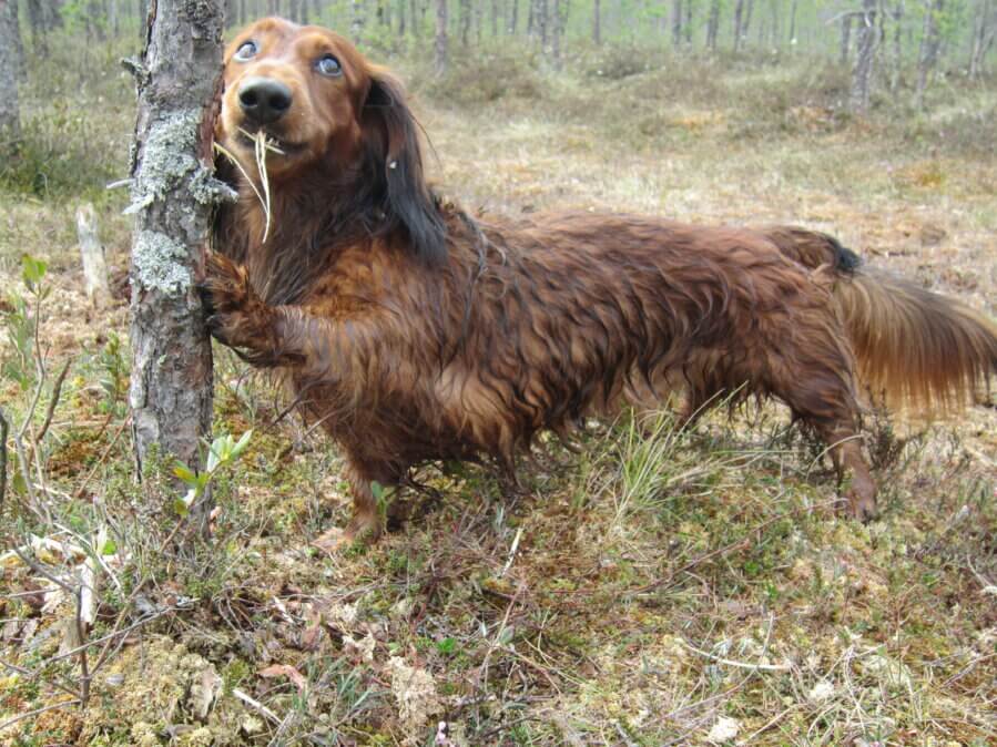 red dachshund