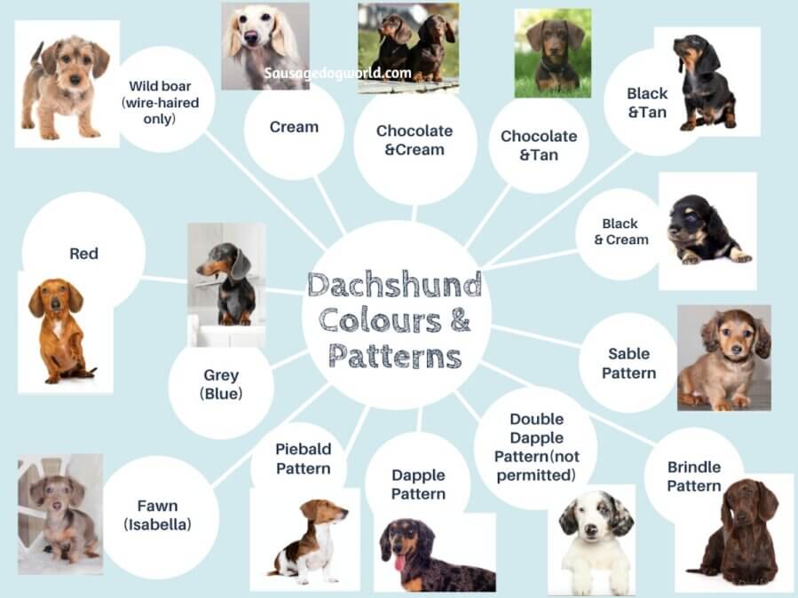 dachshund colours