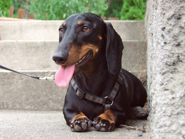 black&tan dachshund