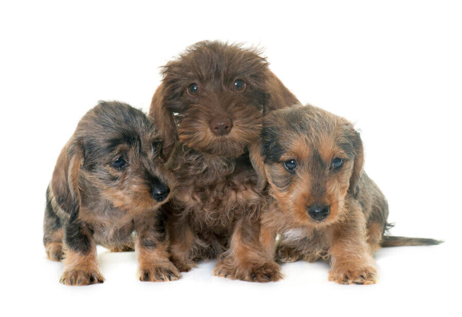 purebred wire-haired dachshund