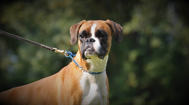 flat-faced dog breeds: Boxer