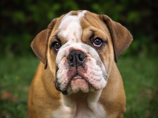 english bulldog