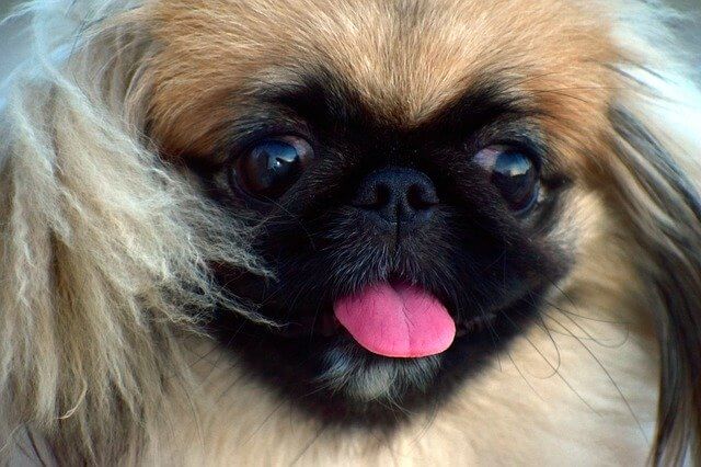 flat-faced dog breeds: Pekingese