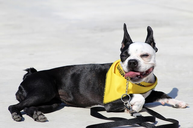 flat-faced dog breeds: boston terrier