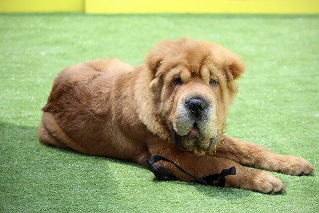 flat-faced dog breeds: Shar-Pei