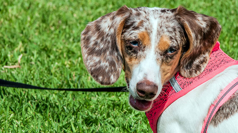 Double Dapple Dachshund