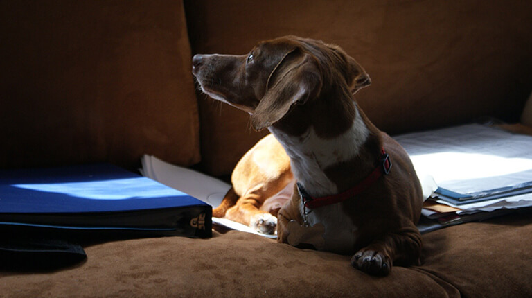 Piebald Dachshund