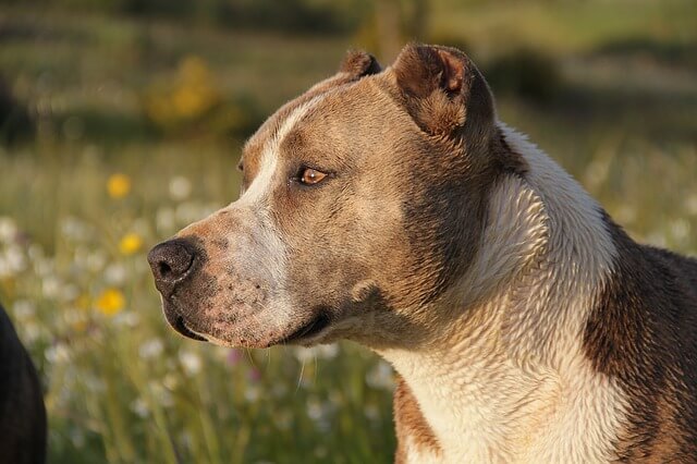 dog breeds with cropped ears pitbull