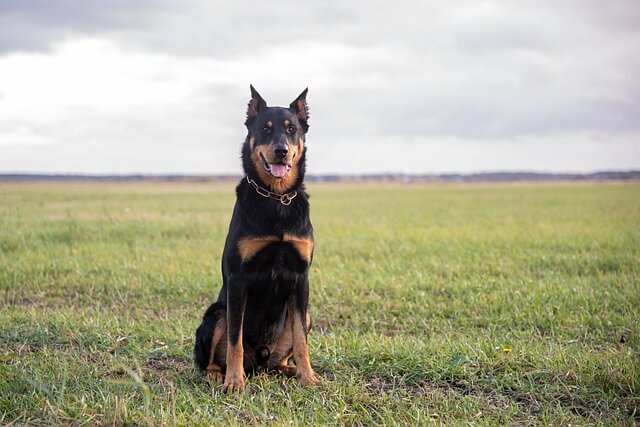 dog breeds with cropped ears Beauceron