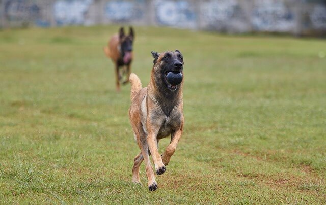 Belgian Malinois