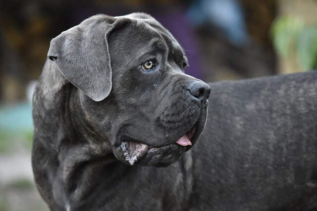 Cane Corso, most dangerous dog breeds