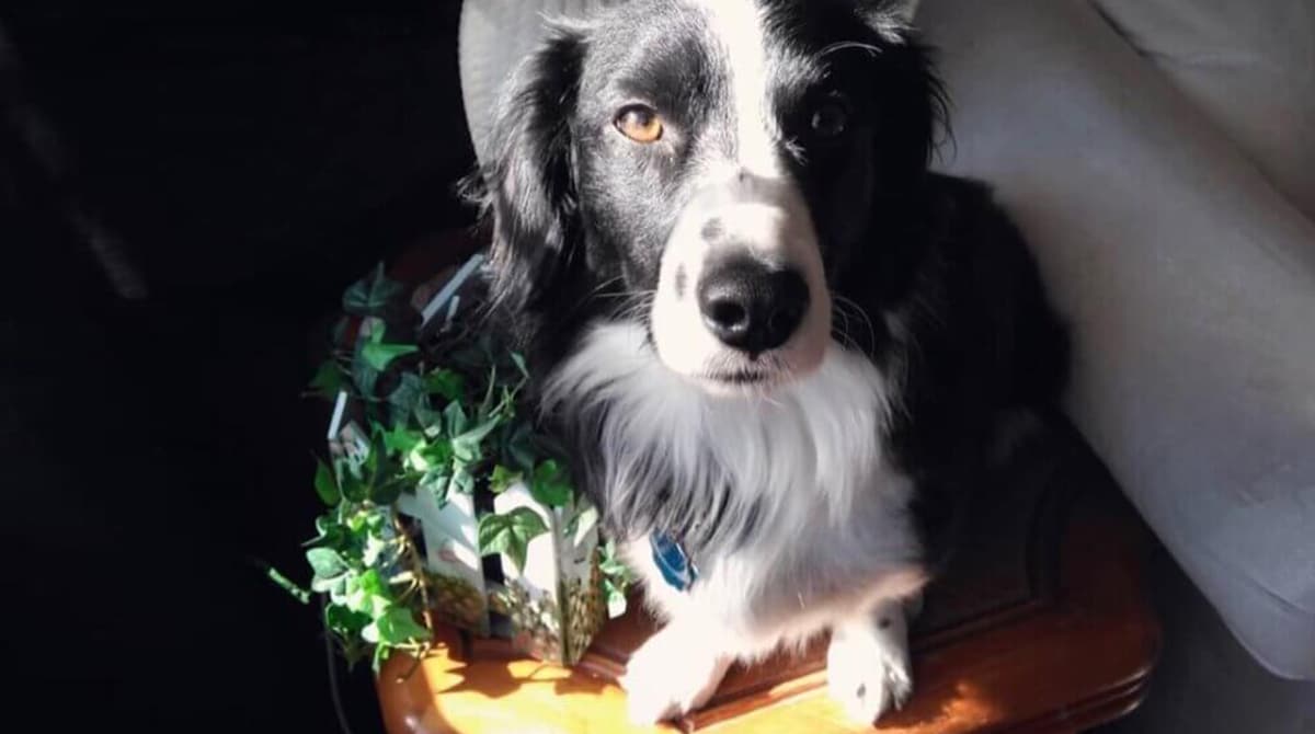 Dachshund Border Collie Mix To The Sausage Dog World
