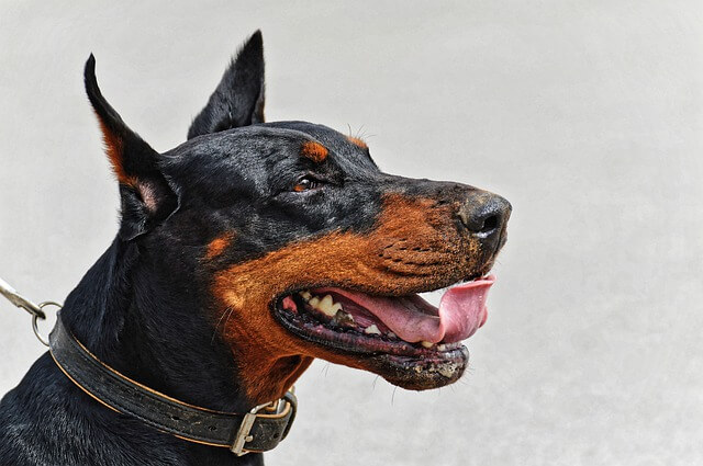 Mouthy dog breeds: Doberman