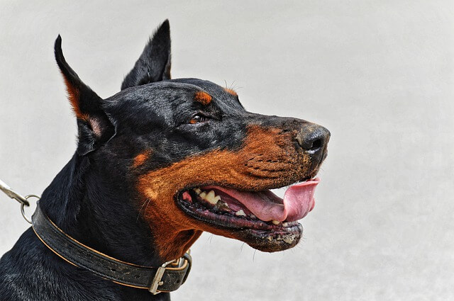 doberman dog breeds with cropped ears