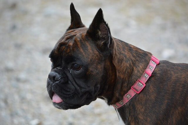 dog breeds with cropped ears Boxer