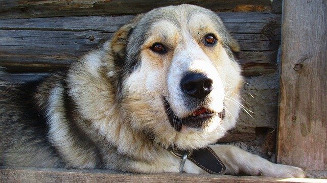 dog breeds with cropped ears Caucasian Shepherd