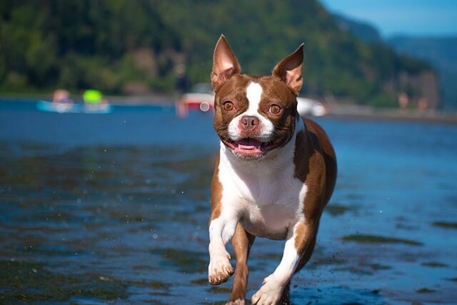 boston terrier