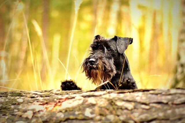 schnauzer