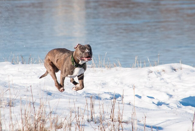 most dangerous dog breeds in the world