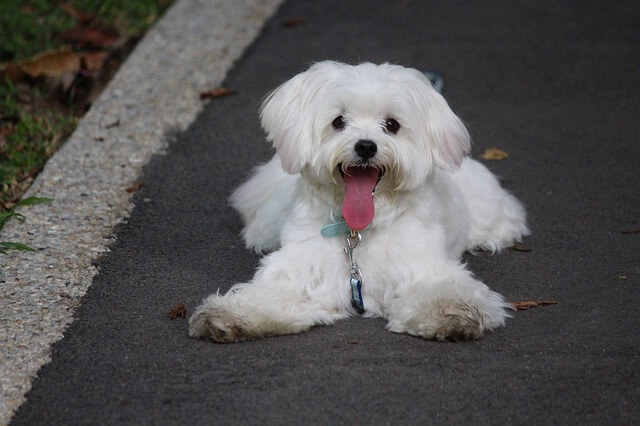 Fluffy Dog Breeds Maltese