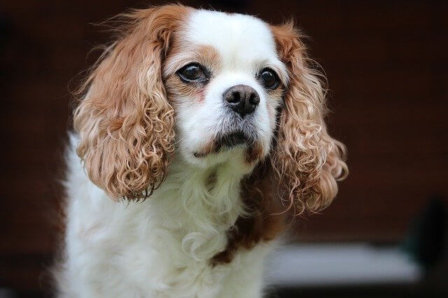 king charles spaniel