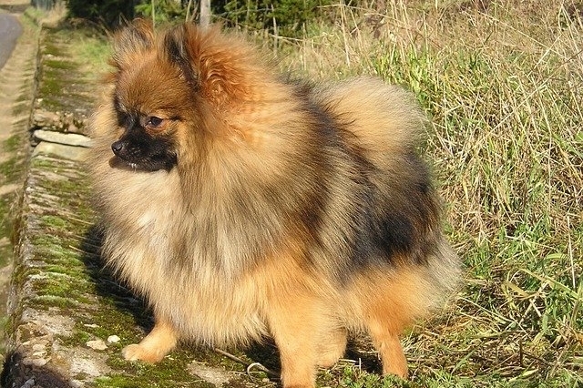 Fluffy Dog Breeds Pomeranian