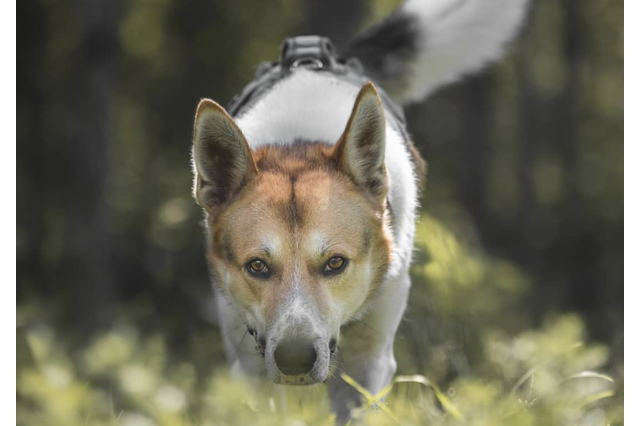 Canaan Dog