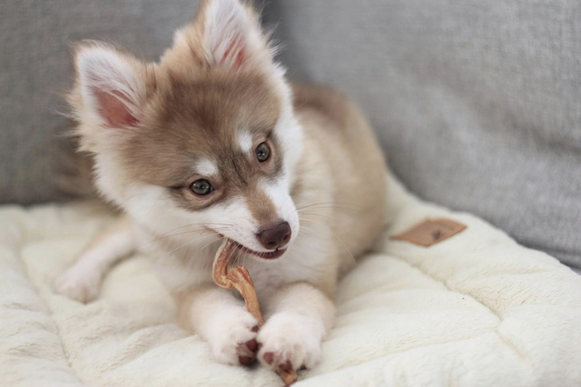 Alaskan Kleekai