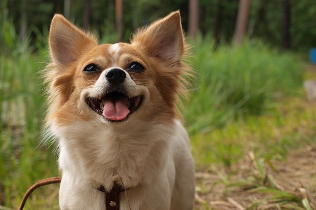 dogs that look like foxes