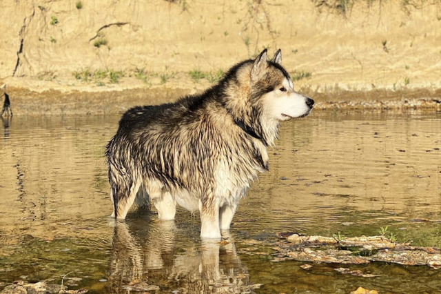 Fluffy Dog Breeds