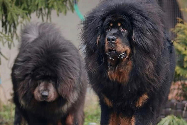 Tibetian Mastiff