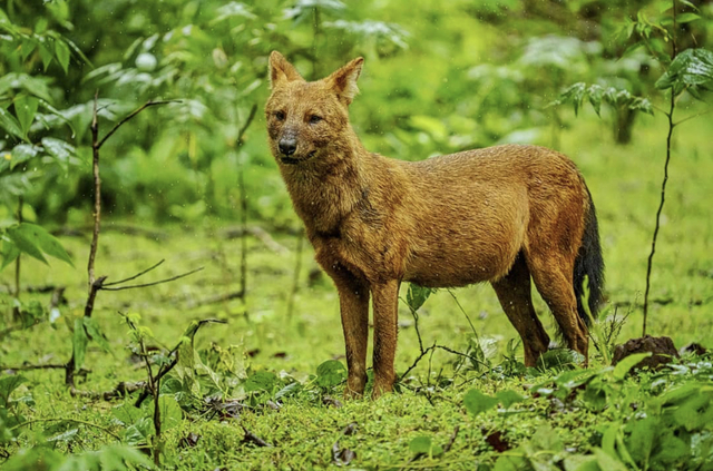 dogs that look like foxes