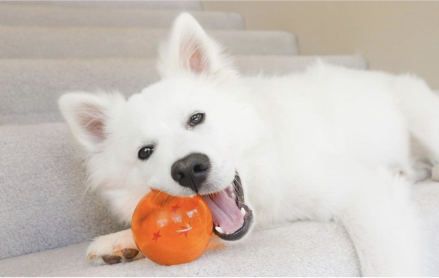 American Eskimo Dog