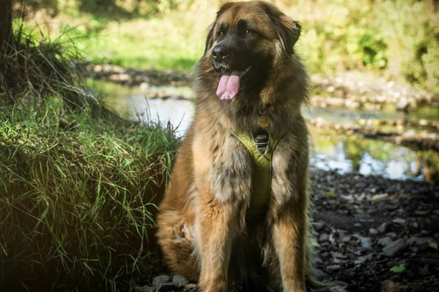 Estrela Mountain Dog