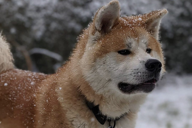 dogs that look like foxes