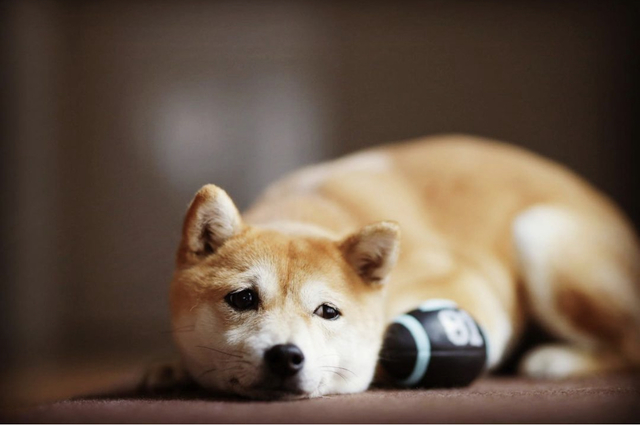 Shiba Inu