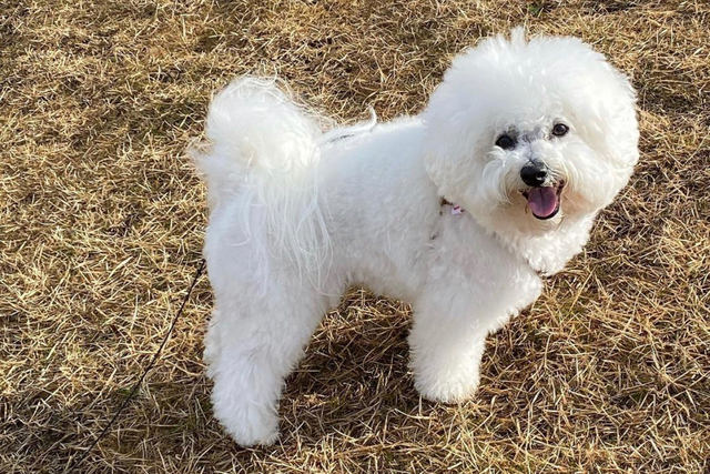 Bichon Frise