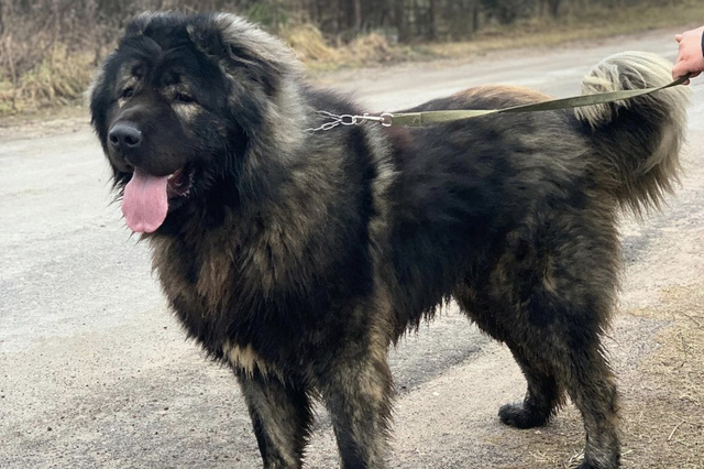 Caucasian Shepherd Dog