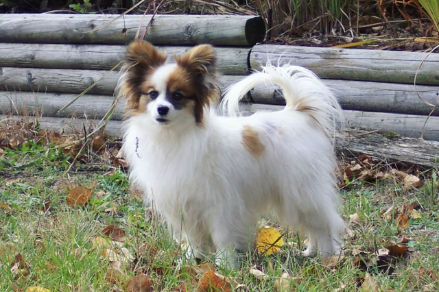 dogs that look like foxes Papilllon