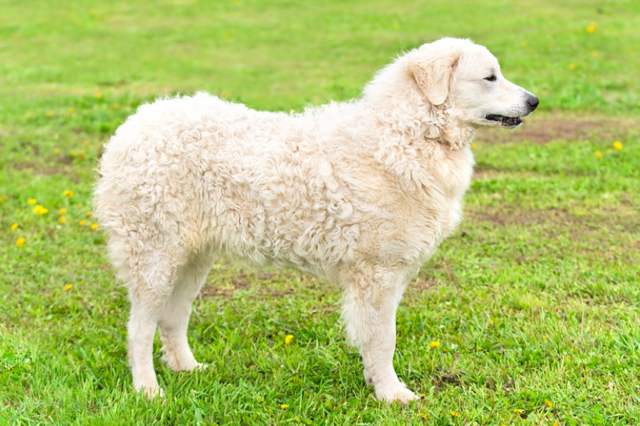 Hungarian Kuvasz