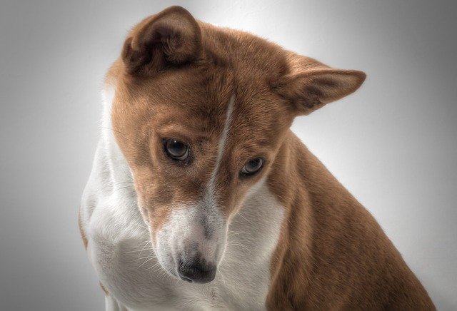 dogs that look like foxes basenji