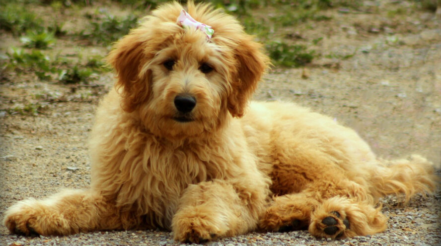 Labradoodle Cover Fluffy Dog Breeds