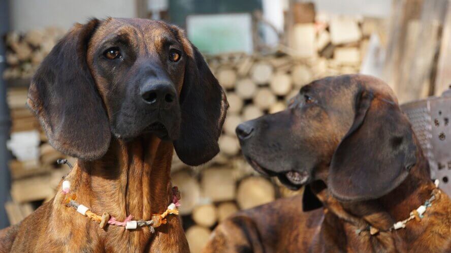 what dog has the longest ears