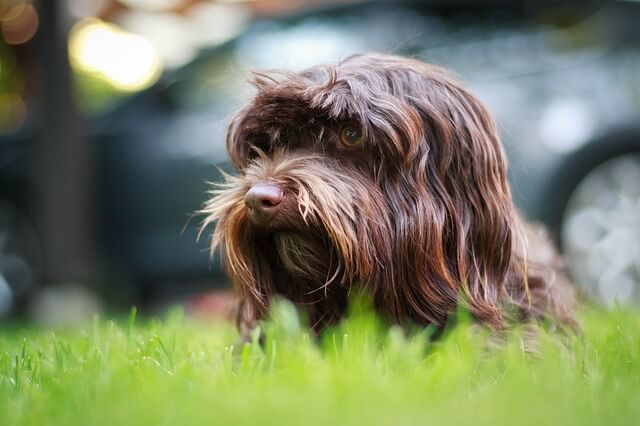 Havanese