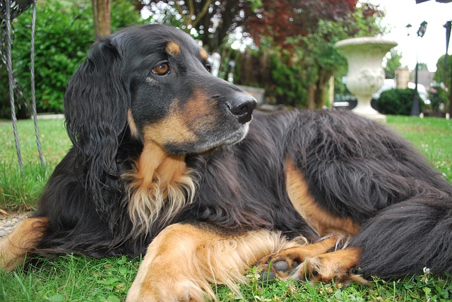 Fluffy Dog Breeds Hovawart